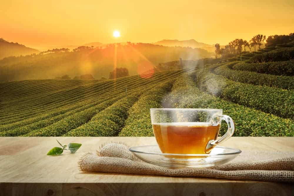 Teetasse und Teeplantage
